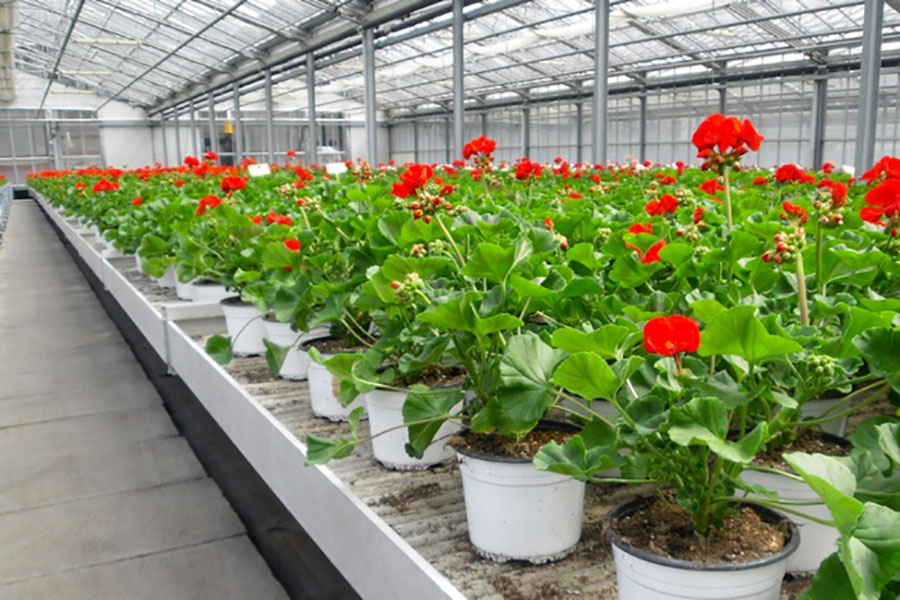 Coltivazione geranio vaso substrato misto torba perlite espansa grossa Agrilit 3