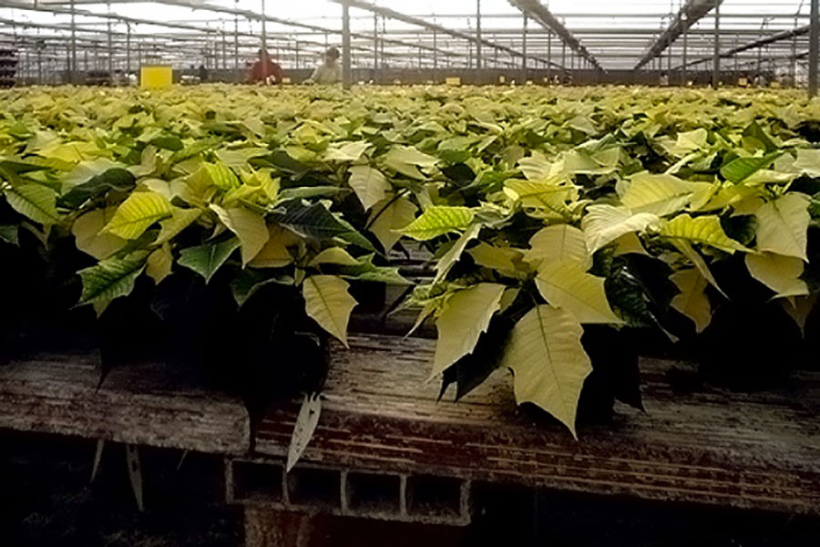 Coltivazione poinsettia vaso miscela torba perlite espansa grossa Agrilit 3