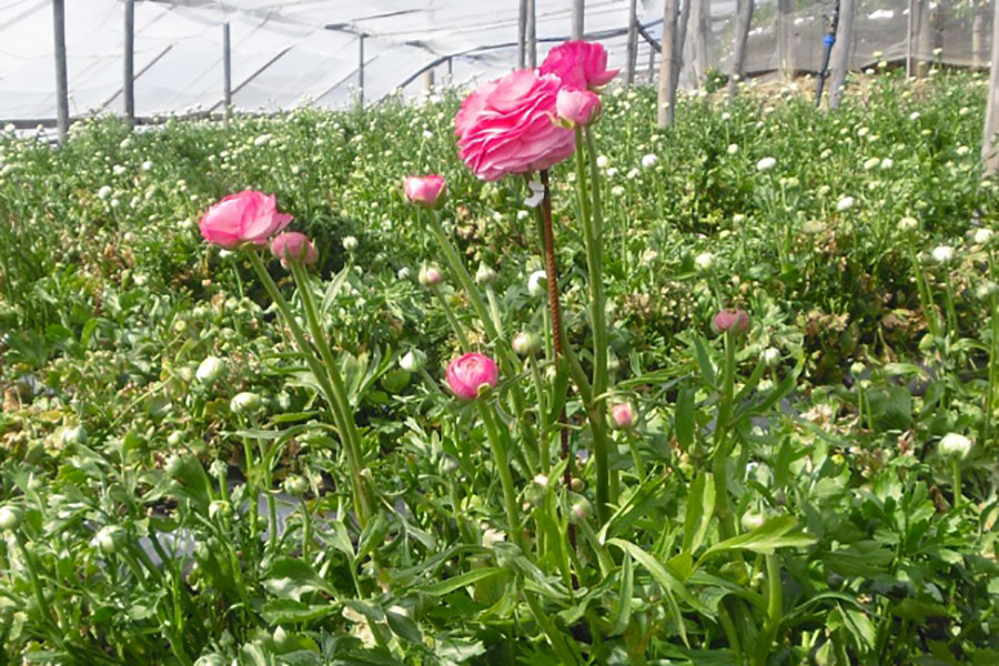 Coltivazione ranuncolo vaso miscela torba perlite espansa grossa Agrilit 3