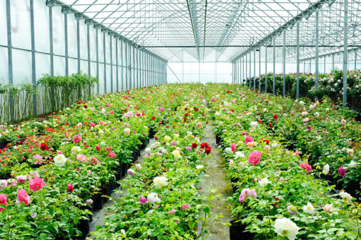 coltivazione di rosa su terricci professionali Perliter