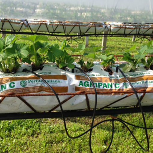 grow bags Agripan per la coltivazione di fragola in fuori suolo