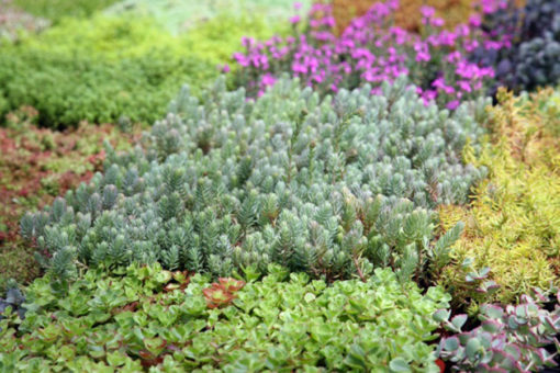 sedum e crassulacee - vegetazione per tetti verdi estensivi