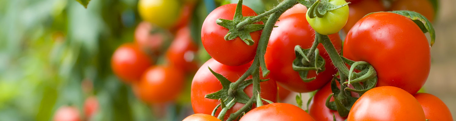 perlite espansa per applicazioni in agricoltura