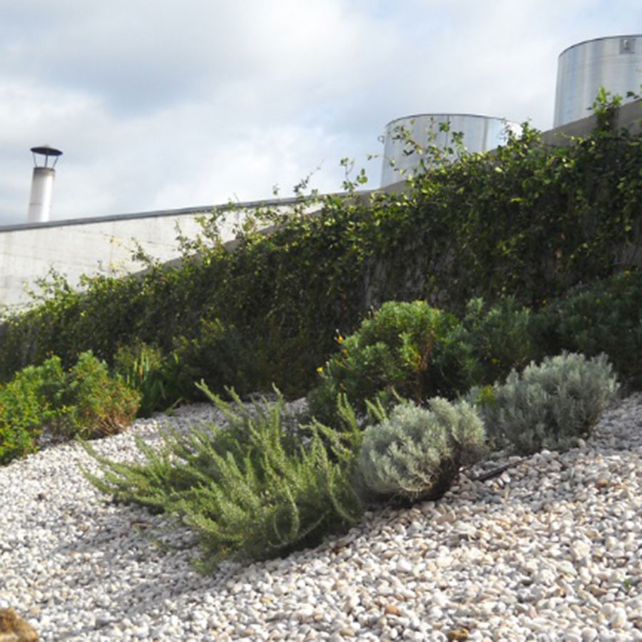 Perliroof giardini pensili copertura verde estensivo macchia mediterranea erbacee perenni