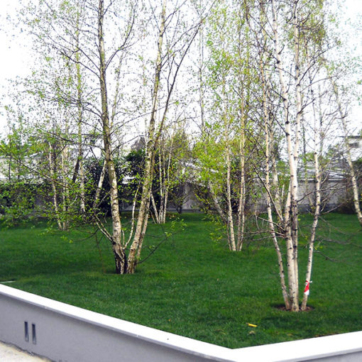 giardino pensile intensivo a prato e alberi realizzato con sistema Perliroof - complesso residenziale - Varese