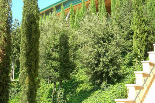 fase impianto alberi - copertura a verde intensivo con alberi di I grandezza - giardino inclinato presso Chiesa Padre Pio - Pietralcina