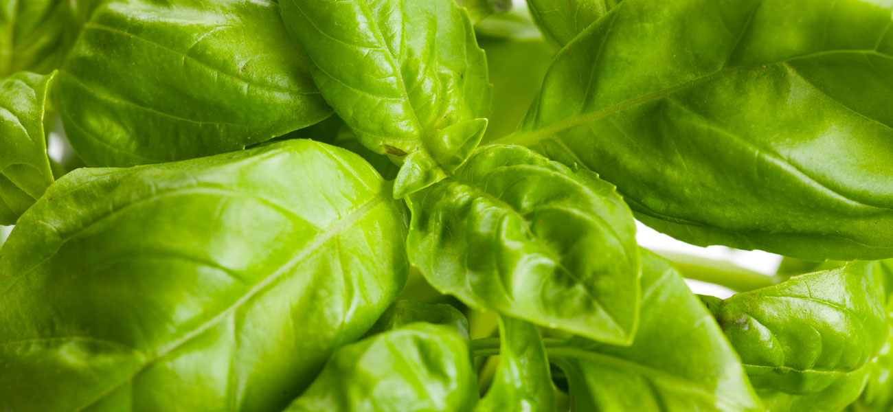 coltivazione basilico perlite