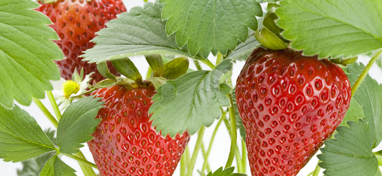 coltivazione fragola perlite