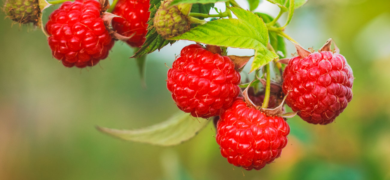 coltivazione lamponi perlite