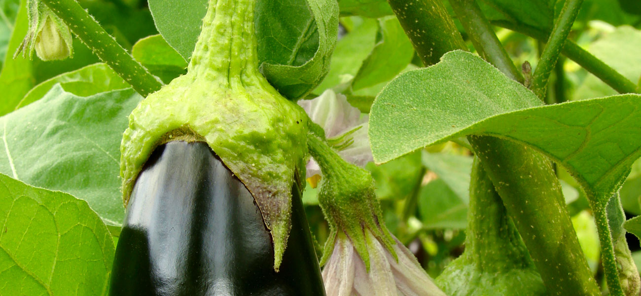 coltivazione melanzana perlite