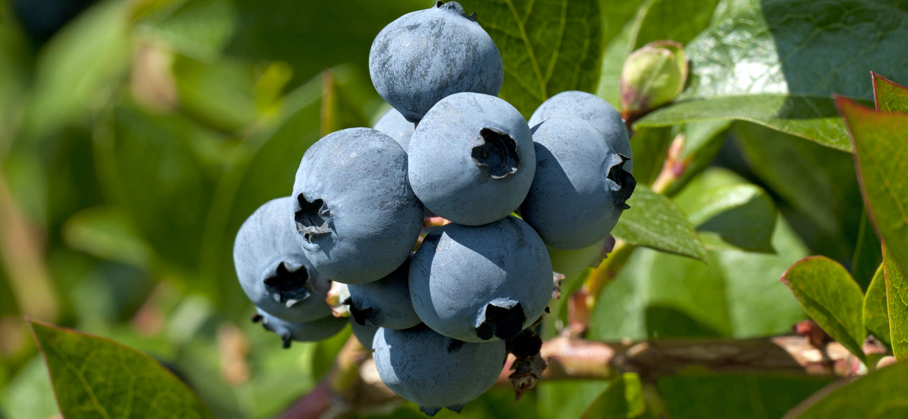 coltivazione mirtillo perlite