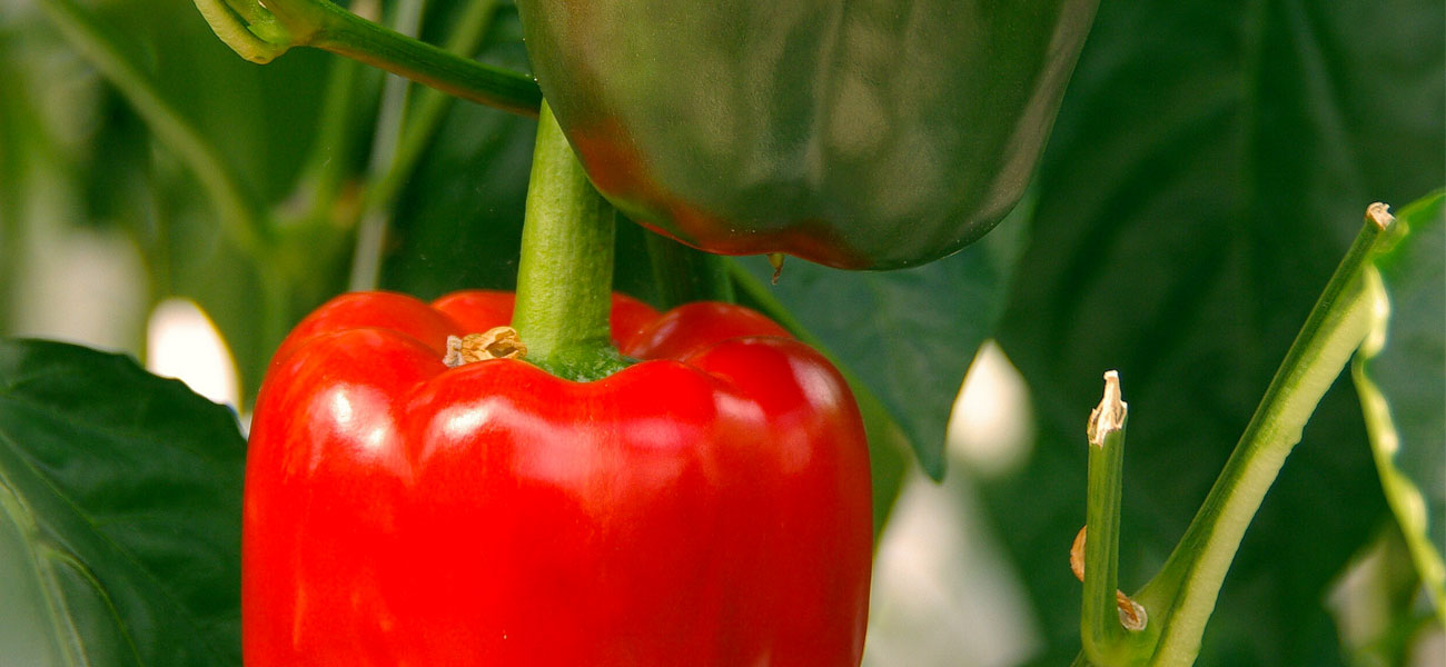 coltivazione peperone perlite