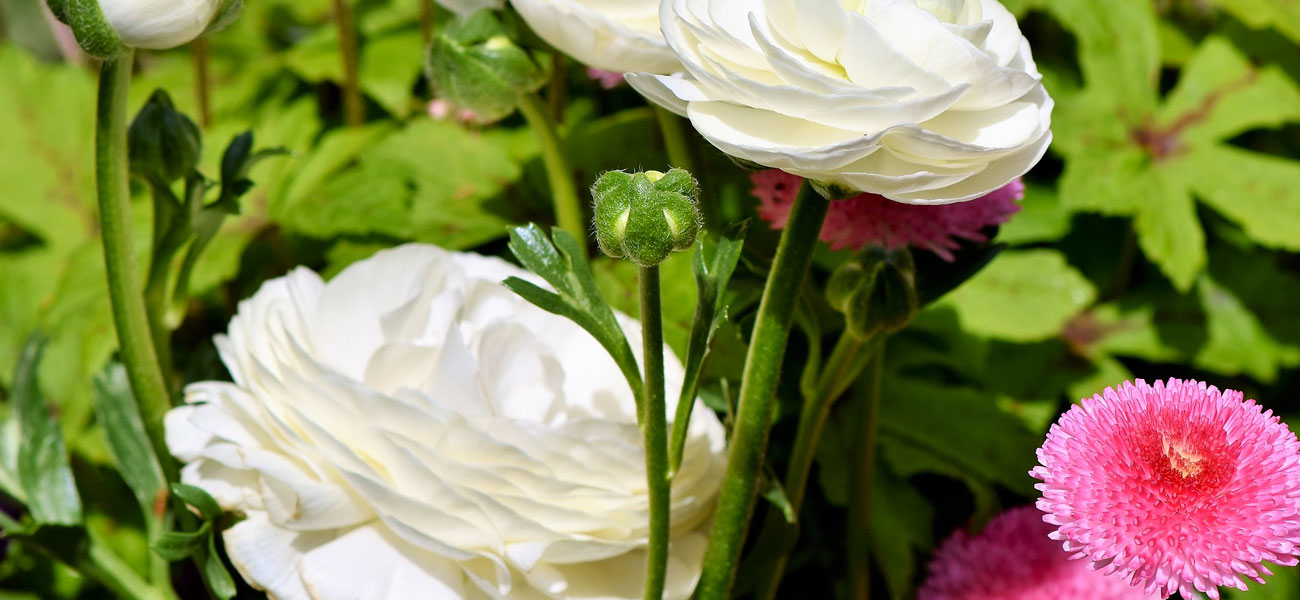 coltivazione ranuncolo