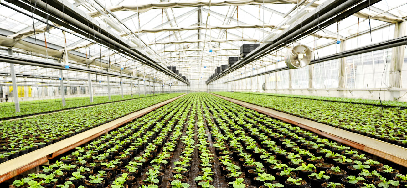 substrati coltivazione terricci rinvaso