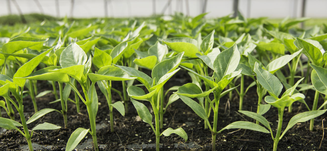 substrati coltivazione terricci taleaggio miscela cocco perlite