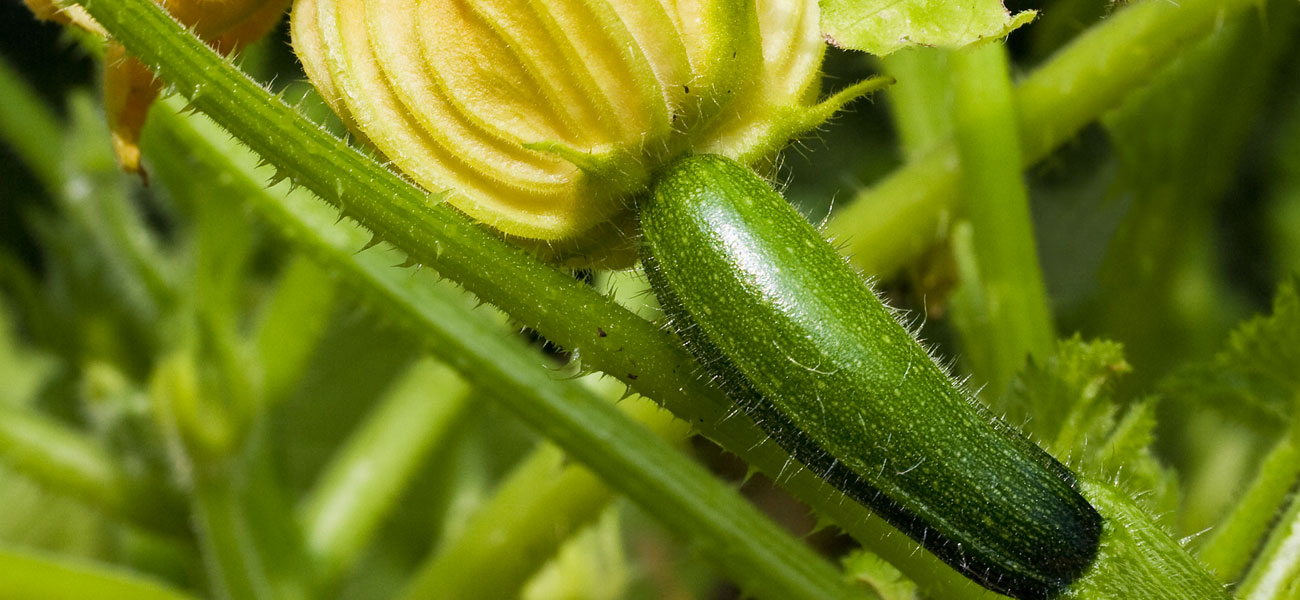 coltivazione zucchina perlite