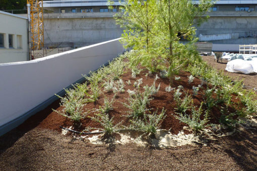 impianto di alberi in giardino pensile intensivo realizzato presso complesso residenziale - Trieste - sistema Perliroof