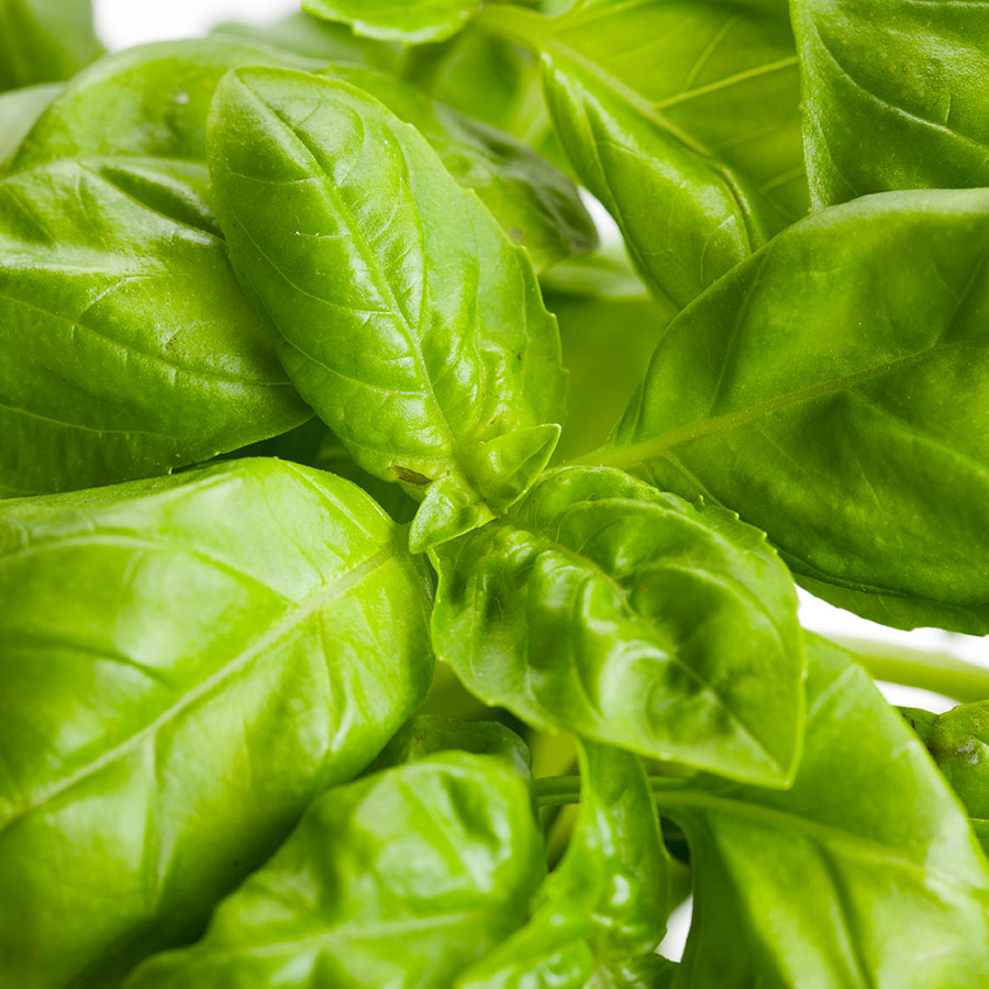 grow bags, substrati di coltivazione per il fuori suolo e terricci per orticoltura - basilico