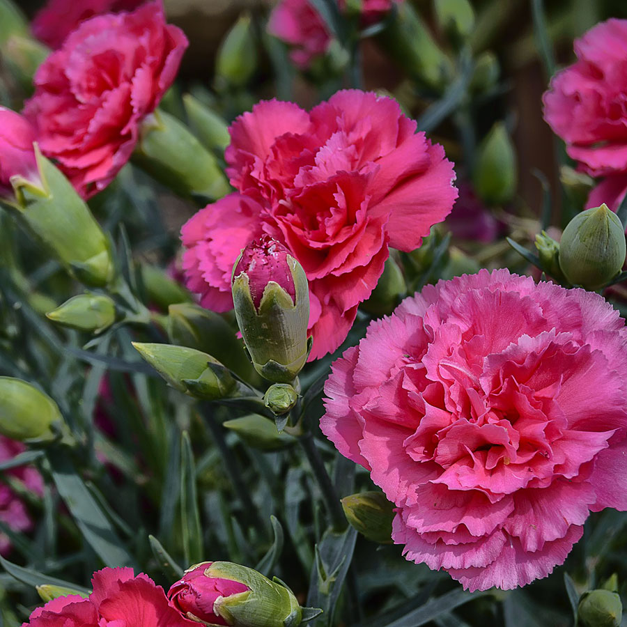 grow bags, substrati di coltivazione per il fuori suolo e terricci per la floricoltura - garofano