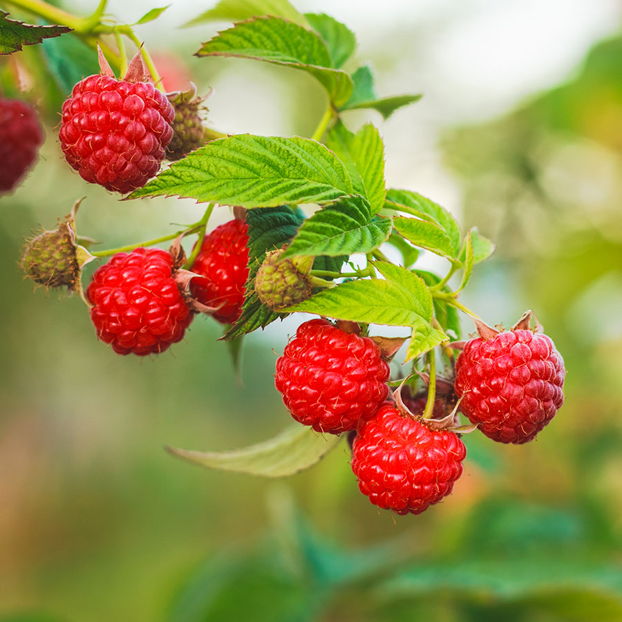 grow bags, substrati di coltivazione per il fuori suolo e terricci per piccoli frutti - lampone