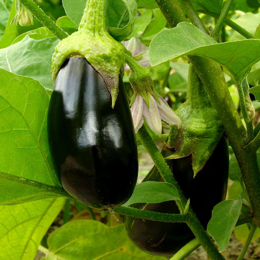 grow bags, substrati di coltivazione per il fuori suolo e terricci per orticoltura - melanzana