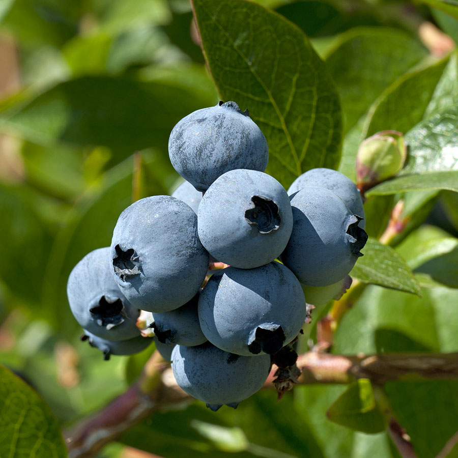 grow bags, substrati di coltivazione per il fuori suolo e terricci per piccoli frutti - mirtillo