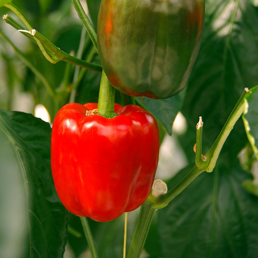 grow bags, substrati di coltivazione per il fuori suolo e terricci per orticoltura - peperone
