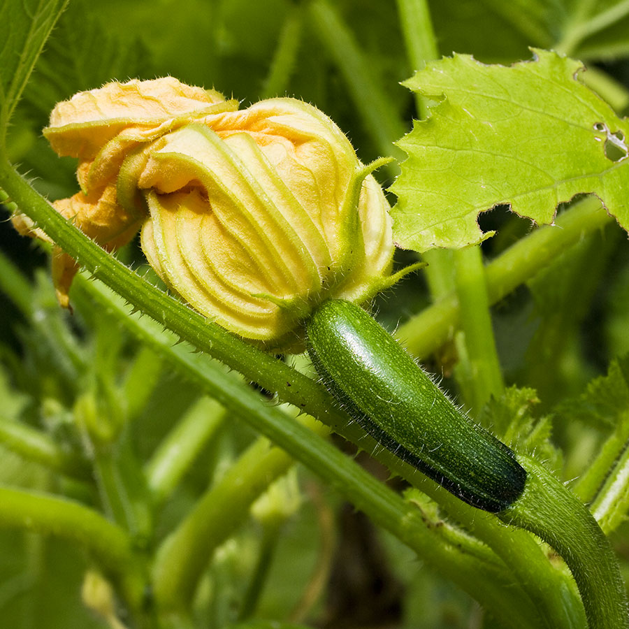 grow bags, substrati di coltivazione per il fuori suolo e terricci per orticoltura - zucchina